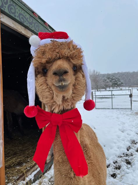 Lama Animal, Christmas Dreaming, Cute Christmas Outfits, Cute Alpaca, Preppy Christmas, Cosy Christmas, Christmas Feeling, Winter Animals, Warm Christmas