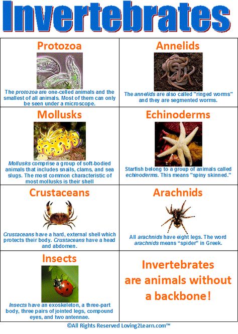 Invertebrates Chart  www.loving2learn.com Vertebrates And Invertebrates, Animal Classification, Primary Science, 4th Grade Science, 6th Grade Science, 5th Grade Science, Biology Notes, Animal Science, Types Of Animals