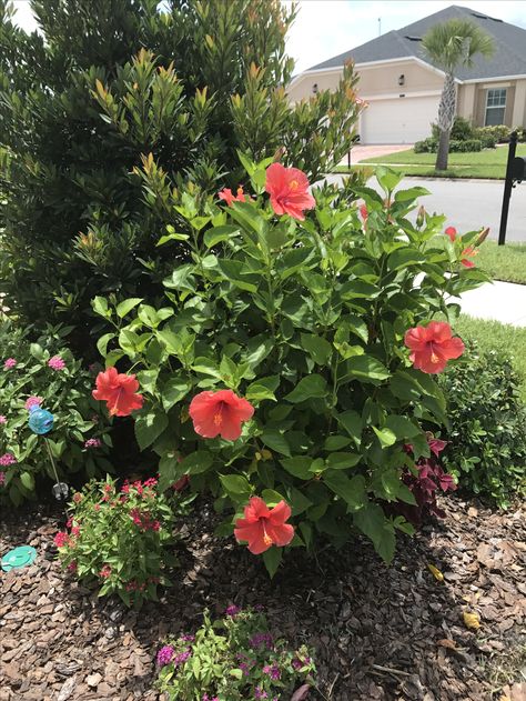 Red Hibiscus bush Caribbean Garden, Hibiscus Shrub, Hibiscus Bush, Hibiscus Garden, Orange Plant, Hibiscus Plant, Plants Ideas, Red Hibiscus, Small Canvas Art