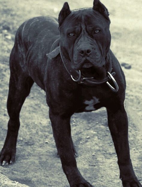 Ambullneo mastiff Mastiff Dog Breeds, Pet Anime, Mastiff Breeds, Giant Dog Breeds, Mastiff Puppies, Fierce Animals, Cane Corso Dog, Corso Dog, Tibetan Mastiff