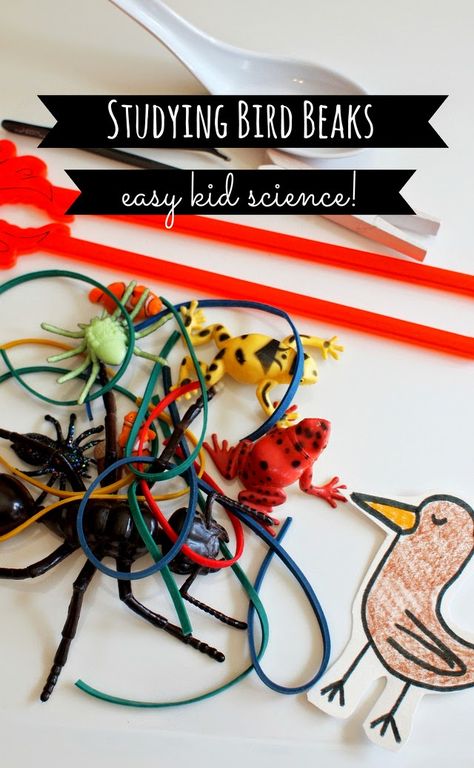 kid science:  studying bird beaks - great nature and spring activity to do with younger kids! Why Do Birds Fly In A V Experiment, Bird Beaks Activity, Preschool Birds, Birds Preschool, Bird Activities, Bird Crafts Preschool, Bird Study, Spring Science, Birds Theme