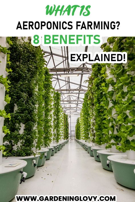 Do you know What is Aeroponics Farming? If you don’t then read this article to learn about this modern farming technique, its benefits, and setup costs. Modern Farming, Farming Techniques, Flower Care, Do You Know What, Health Diet, Green Thumb, Flower Garden, Did You Know, To Learn