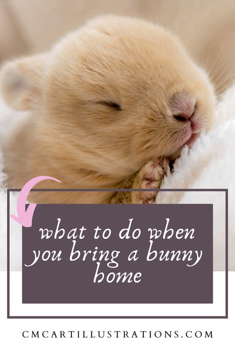 Newborn bunny, how to take care of your bunny Bunny Care For Beginners, Bunny Set Up, Bunny Hacks, Rabbit Bonding, Indoor Bunny, Rabbit Supplies, Bunny Care Tips, Bunny Space, Mini Lop Bunnies