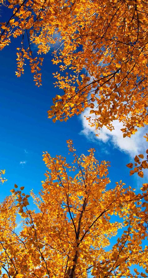 Desktop Wallpaper Fall, Yellow Tree, Cute Fall Wallpaper, Drawing Wallpaper, Autumn Scenery, Beautiful Images Nature, Autumn Painting, Fall Pictures, Cool Pictures Of Nature