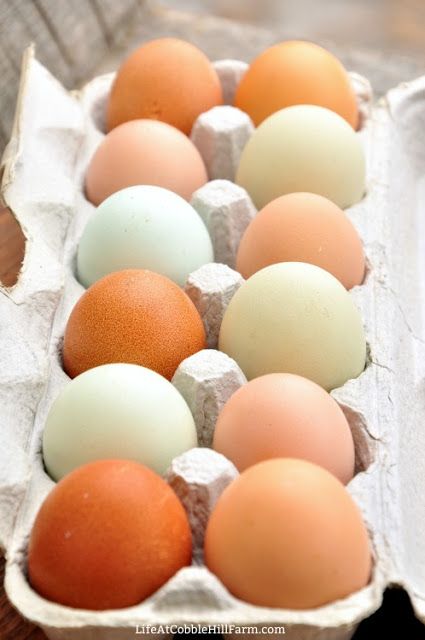 Cage Free?  Natural?  Free Range?  What Does My Egg Label Mean? Different Breeds Of Chickens, Small Homestead, Free Range Chicken, Free Range Eggs, Breakfast Restaurant, Eggs For Sale, Hatching Chicks, Egg Production, Breakfast Restaurants