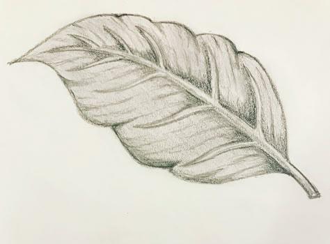 Leaf Sketch, Apple Sketch, Horse Sketches, Pencil Drawing Inspiration, Basic Art Techniques, Leaves Sketch, Shading Drawing, Natural Form Art, Landscape Design Drawings