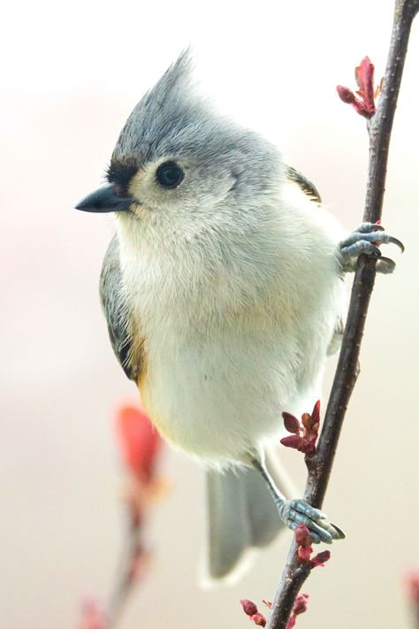 17 Beautiful Birds of Pennsylvania | Tufted Titmouse Tufted Titmouse Tattoo, Titmouse Bird, Tufted Titmouse, Happy Panda, Bird Tattoos, Amazing Birds, Stunning Nature, Bird Carving, Nature Birds