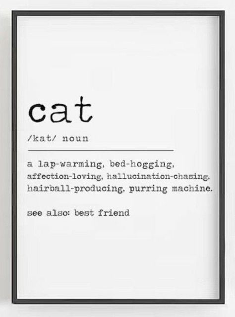 Lisa Picture, Cat Definition, Bee Humor, Cat Lover Quote, Funny Definition, Cat Quotes Funny, Cute Little Kittens, Door Bell, Cat Quotes