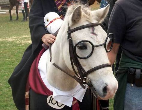 http://www.themarysue.com/harry-potter-costume-the-horse-tailor-pic/ Horse Fancy Dress, Horse Puns, Cai Arabi, Equestrian Memes, Horse Halloween Costumes, Funny Horse Memes, Horse Meme, Funny Horse Pictures, Cute Horse Pictures