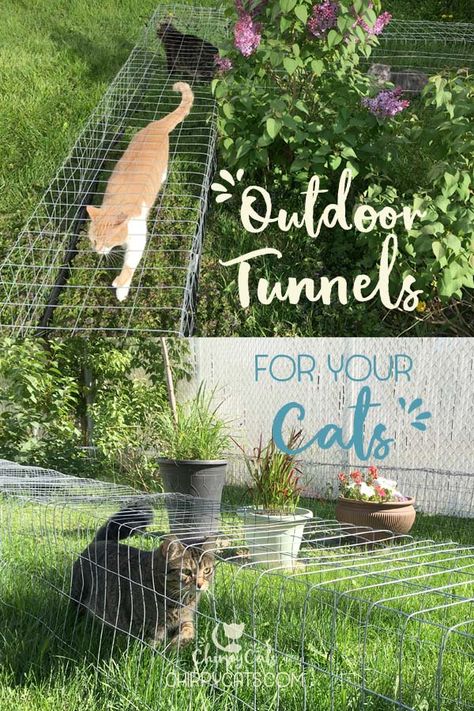 Cat Tunnel Outdoor, Outdoor Cat Tunnel, Catio Ideas, Ideas For Cats, Outdoor Enclosure, Katt Grejer, Chat Diy, Cat Patio, Outdoor Cat Enclosure