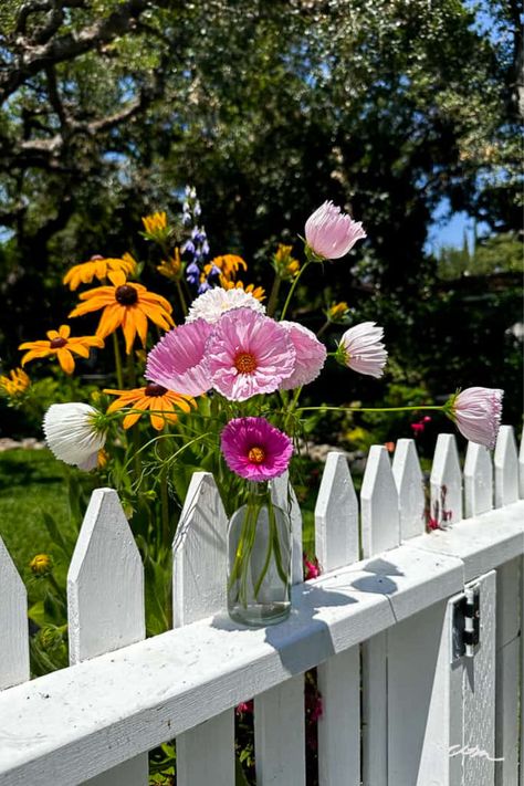 Discover the secrets to a vibrant garden with low-maintenance cosmos flowers! Learn how to plant cosmos seeds and grow them into stunning blooms that will add color to your garden all summer long. This easy-to-follow guide is perfect for beginners, offering step-by-step instructions on starting from seeds or small nursery plants. Cosmos flowers are known for their low maintenance and ability to thrive, promising a garden full of life throughout the summer! Hydrangea Planters, Cosmos Plant, Starting Seeds Indoors, Cosmos Flowers, Best Perennials, Soil Layers, Cut Flower Garden, How To Grow Taller, Perfect Plants