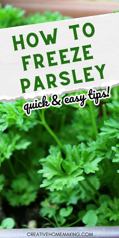 Harvesting Parsley How To, How To Save Fresh Parsley, Freeze Parsley, Freezing Parsley, Freezing Green Peppers, Fresh Parsley Recipes, Freezing Carrots, Freezing Cilantro, Garden Vegetable Recipes