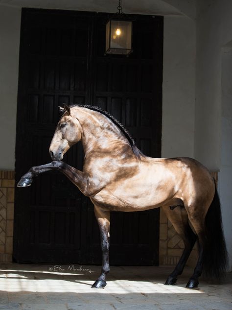 Elsa Marchenay Photography Lusitano Horse, Horse Inspiration, Andalusian Horse, Majestic Horse, All The Pretty Horses, Horse Crazy, Draft Horses, Cute Horses, Equine Photography