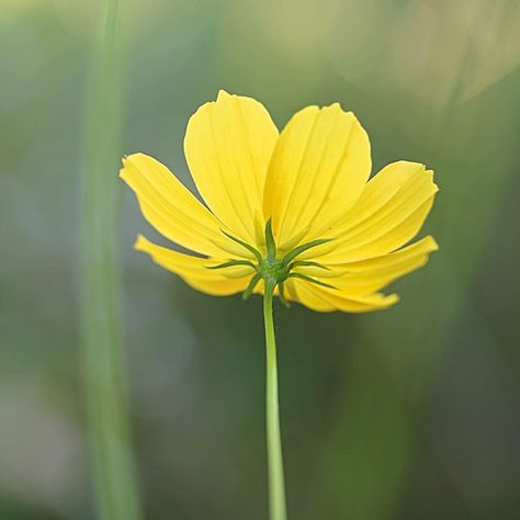 Yellow Cosmos Flowers, Yellow Cosmos, Cosmos Flowers, Plant Photos, Take A Shot, Clay Flowers, Watercolor Inspiration, Heart Art, Color Wheel