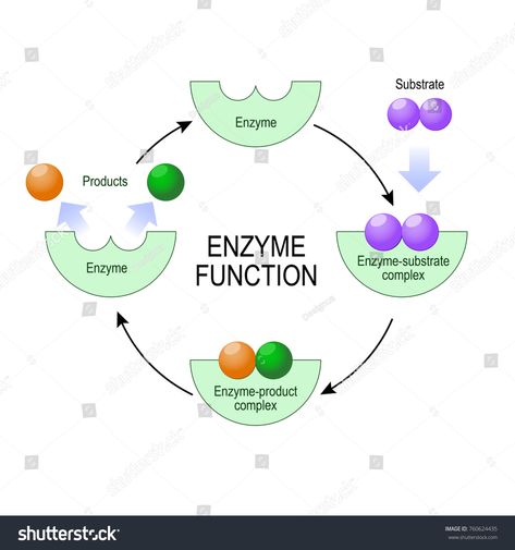 enzyme function. substrate, product, enzyme-product complex and enzyme-substrate complex. vector diagram for medical, educational and scientific use.product#complex#substrate#enzyme Function Diagram, Types Of Drinks, Meals Of The Day, Brain Facts, Improve Metabolism, Light Exercise, Chemical Substances, Cell Biology, Chemical Reactions