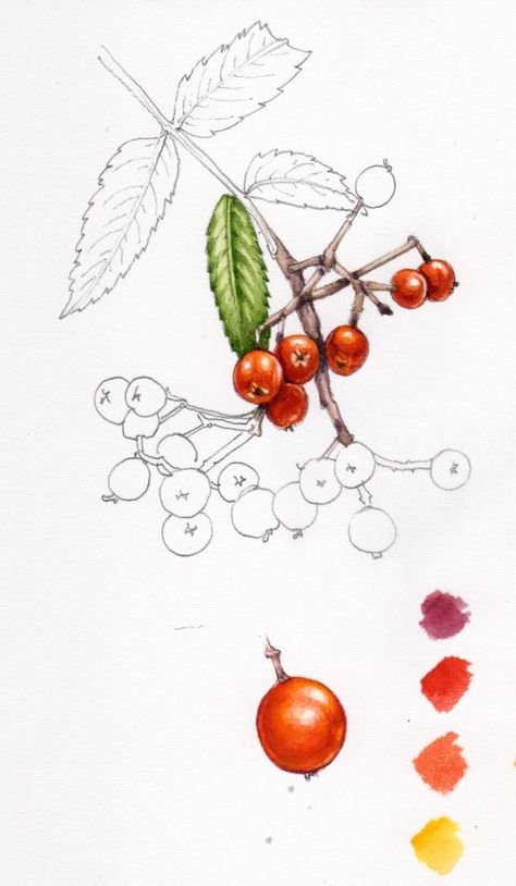 Lizzie Harper, Sorbus Aucuparia, Rowan Berry, Sketchbook Studies, Botanical Sketchbook, Winsor And Newton Watercolor, Colored Pencil Tutorial, Mountain Ash, Colored Pencil Techniques