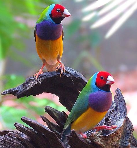 Cute Animals™ on Twitter: "Gouldian finch https://t.co/mb3JBz4bY6" Gouldian Finch, Finches Bird, Most Beautiful Birds, Finches, Australian Birds, Backyard Birds, Exotic Birds, Bird Pictures, Birds Tattoo