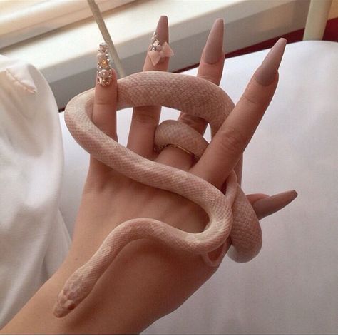 this pin is about snake and nails Pretty Snakes, Cute Snake, Cute Reptiles, Pet Snake, A Snake, Stiletto Nails, Perfect Nails, Nails On Fleek, Cute Little Animals