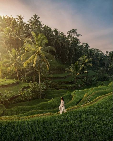 Beautiful Places in Indonesia For You Ubud Spa, Best Of Bali, Ubud Indonesia, Voyage Bali, Green Scenery, Rice Field, Rice Terraces, Bali Travel, Ubud