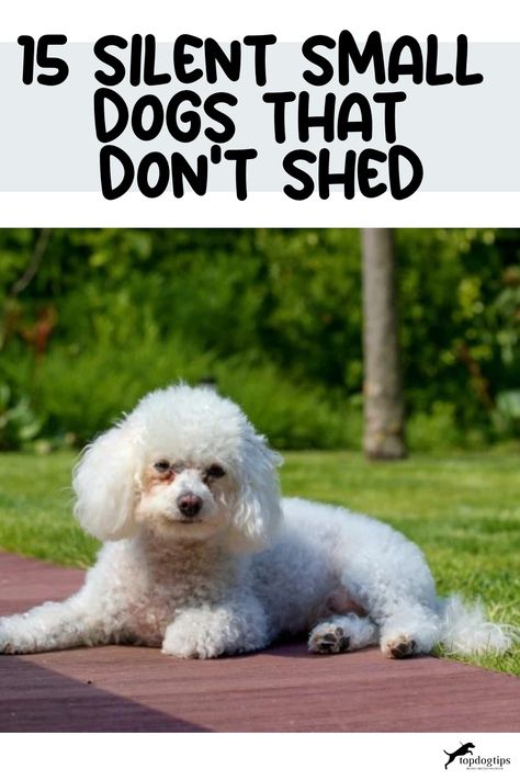 15 Silent Small Dogs That Don't Shed Toy Dogs Breeds, Small Dogs That Dont Shed, Mini Dogs Breeds, Non Shedding Dog Breeds, Quiet Dog Breeds, Low Shedding Dogs, Dog Breeds That Dont Shed, First Time Cat Owner, Small Breed Dogs