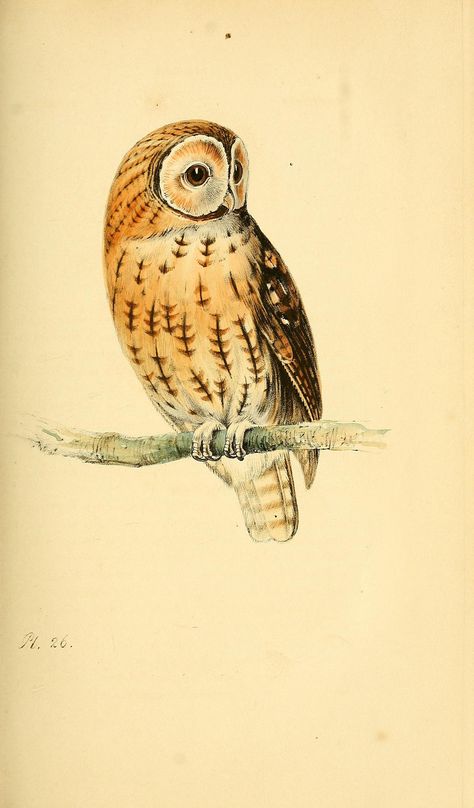 Tawny Owl, British Birds, Owls Drawing, Owl Bird, Owl Print, Scientific Illustration, Vintage Owl, Bird Pictures, Owl Art