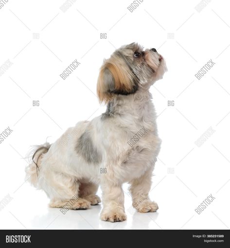 Bichon Maltese, White Studio Background, Animal References, Dog Training Techniques, Dog Stories, Shih Tzu Puppy, Maltese Dogs, Best Dog Breeds, Shih Tzu Dog