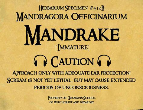 Mandrake Pot Label | This is the label I made for my Daughte… | Flickr Harry Potter Mandrake, Classe Harry Potter, Harry Potter Props, Imprimibles Harry Potter, Cumpleaños Harry Potter, Harry Potter Bday, Harry Potter Printables, Harry Potter Classroom, Harry Potter Bedroom