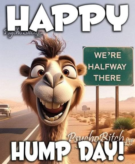 Hump Day Quotes Funny, Wednesday Sayings, Work Humour, Hump Day Quotes, Wednesday Memes, Wednesday Hump Day, Hump Day Humor, 3 Day Weekend, Morning Wednesday