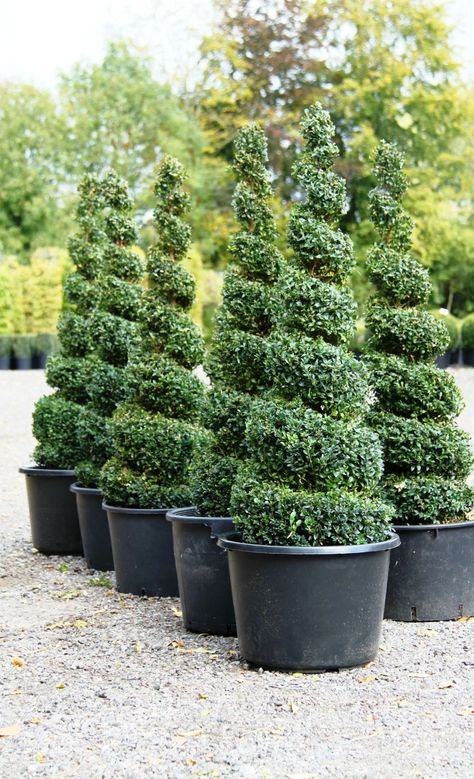 Topiary Spirals from Crown Topiary, Hertford Outdoor Topiary, Tattoo Plant, Spiral Tree, Topiary Plants, Artificial Topiary, Topiary Garden, Boxwood Topiary, Topiary Trees, Potted Trees