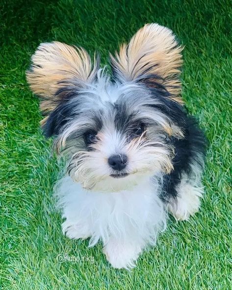 What Is A Biewer Yorkie? An Epic Comprehensive Guide 2022 - TheGoodyPet Party Yorkies Puppies, Biewer Yorkie Haircut, Biewer Terrier Haircut, Party Yorkies, Yorkie Puppy Girl, Papillion Puppies, Parti Yorkies, Yorkie Pictures, Parti Yorkie