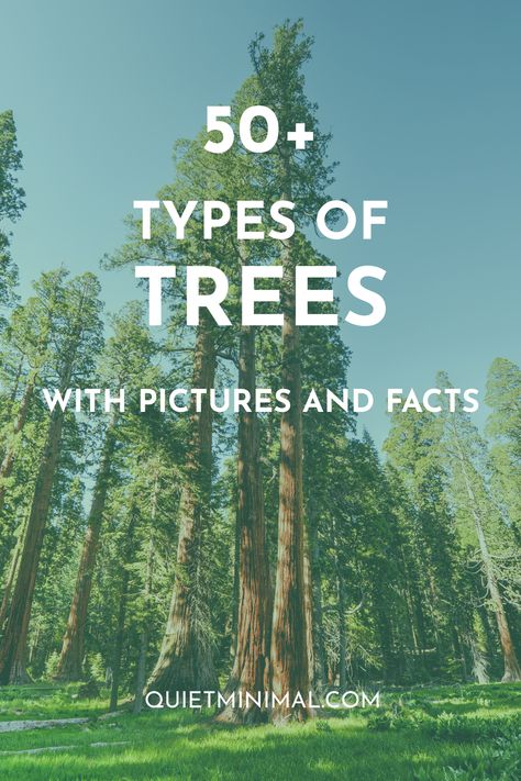 Tree Types Chart, Types Of Trees Charts, Tree Identification Chart, Types Of Evergreen Trees, Plants Identification, Types Of Pine Trees, Identifying Trees, Yard Trees, Tree Types