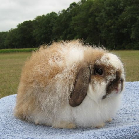 Breed: American Fuzzy Lop.  Comes in tones of colors. Must be compact as shown with even fuzziness around body. American Fuzzy Lop, Bunny Buns, Fluffy Bunnies, Lop Rabbit, Pet Rabbit Care, Female Rabbit, Young Rabbit, Rabbit House, Adorable Bunnies