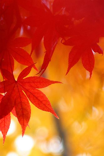 momiji #2 | Flickr - Photo Sharing! Yellow And Red Aesthetic, Red Yellow Aesthetic, Red And Yellow Aesthetic, Yellow Red Aesthetic, Colours Aesthetic, Ios Ideas, Color Boards, Color Aesthetic, Coloring Pages For Boys