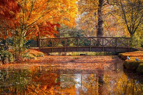 The best places to see Autumn leaves in the UK | CN Traveller Richmond Park, Autumn Lake, Leaf Peeping, Autumn Magic, Fall Background, Park Photography, Autumn Scenery, Fall Pictures, Autumn Landscape