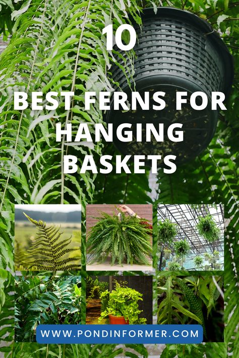 Discover the perfect fern varieties for hanging baskets, adding elegance and greenery to your indoor or outdoor spaces. These ferns are chosen for their trailing habits and suitability for container gardening. #HangingBaskets #Ferns #ContainerGardening Outdoor Hanging Baskets, Fern Hanging Basket, Fern Varieties, Hanging Ferns, Types Of Ferns, Ferns Garden, Fern Green, Low Maintenance Plants, Ornamental Plants