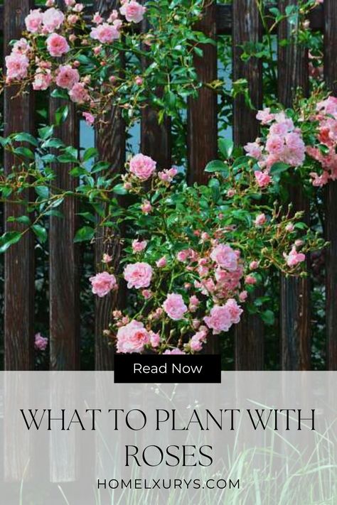 What to plant with roses: best companion plants for roses for garden If you are wondering what to plant with roses we have got you covered with this article Climbing Rose Companion Plants, What To Plant With Roses, Companion Plants For Roses, Rose Companion Plants, Best Companion Plants, Drift Roses, Ground Cover Roses, Garden Companion Planting, Companion Plants