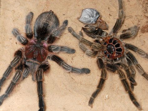 MOULTING TARANTULA Spider on left, old exoskeleton on the right. Photographer & owner: "My nine years old female Chilean rose tarantula moulting. Prior to her moult she had barely eaten for two years. I was getting worried. She's about 6-7 inches from front foot to back foot. It's tough to measure her." Rose Tarantula, Tarantula Spider, Mountain City, Hero Girl, Spiders, Animals Beautiful, Bugs, Insects, Animals