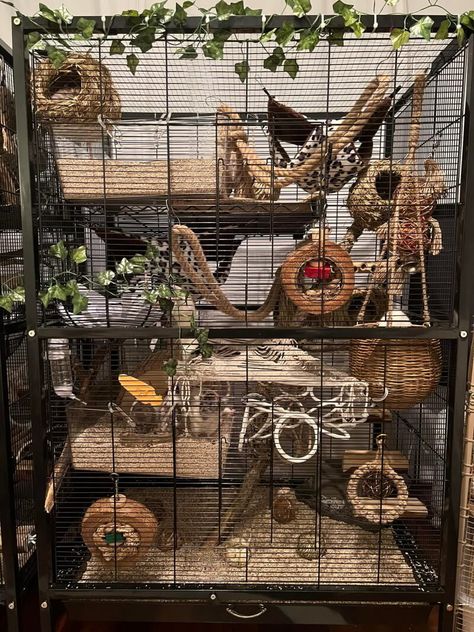 Rat Cage Setup, Diy Rat Cage, Rat Cage Diy, Pet Rat Cages, Rattus Rattus, Rat Care, Rat Cage Accessories, Rat House, Mouse Cage