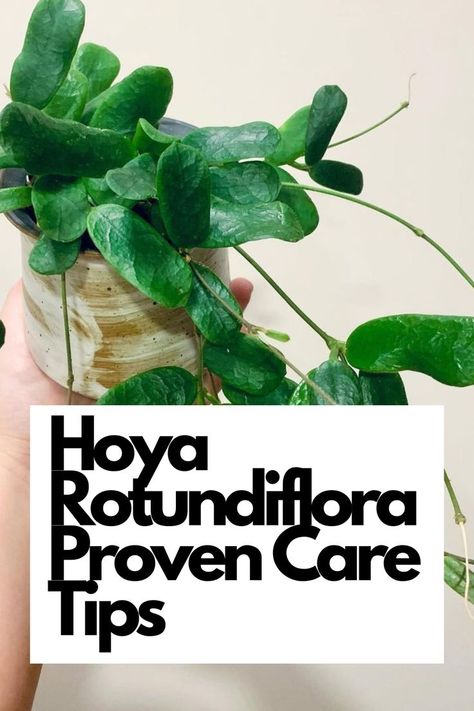 Unlock the secrets of Hoya Rotundiflora with our Proven Care Tips! Discover expert-backed advice to nurture this exquisite Hoya variety. Learn about its light, watering, and potting requirements for successful growth. Get ready to witness the captivating beauty of Hoya Rotundiflora in your home. Don't miss this essential guide to keeping your Hoya healthy and blooming! IG Photoby: thedogatemyplant Hoya Endauensis, Hoya Rotundiflora, Hoya Rosita, Rex Begonia, Hoya Obovata, Root Structure, Scale Insects, Rooting Hormone, Insecticidal Soap