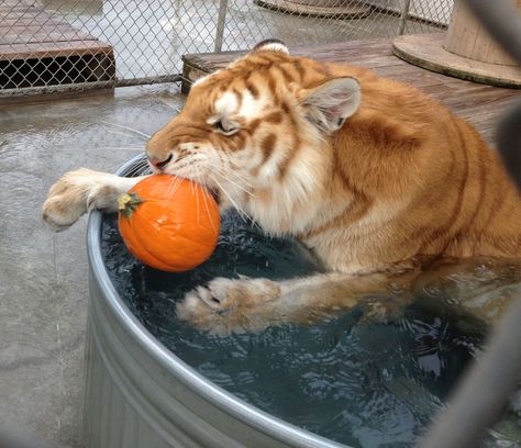 Golden Tabby Tiger, Strawberry Tiger, Tabby Tiger, Golden Tabby, Orange Truck, Golden Tigers, Tiger Love, Tiger Pictures, Wild Animals Pictures