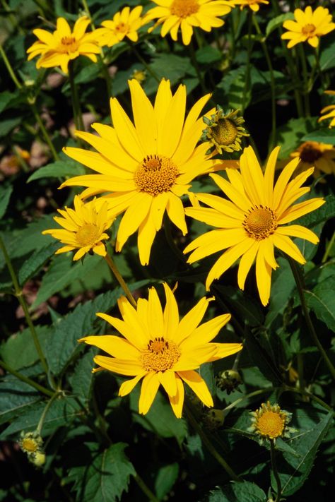 Flower, Flowering plant, Euryops pectinatus, Plant, Yellow, Jerusalem artichoke, Petal, Wildflower, Daisy family, Botany, End Of Driveway Ideas, Fall Blooming Flowers, Canna Flower, Dianthus Flowers, Autumn Clematis, Driveway Ideas, Summer Flowers Garden, Yellow Wildflowers, Fuchsia Flowers