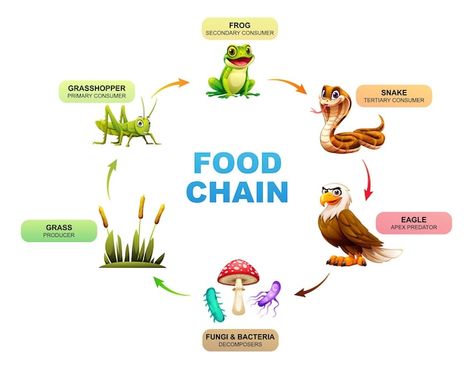 Vector food chain showing the relationsh... | Premium Vector #Freepik #vector #bird-cartoon #frog #eagle #animal Bacteria Illustration, Frog Food, Habitat Activities, Bird Cartoon, Cartoon Frog, Vector Food, Food Web, Apex Predator, Food Chain