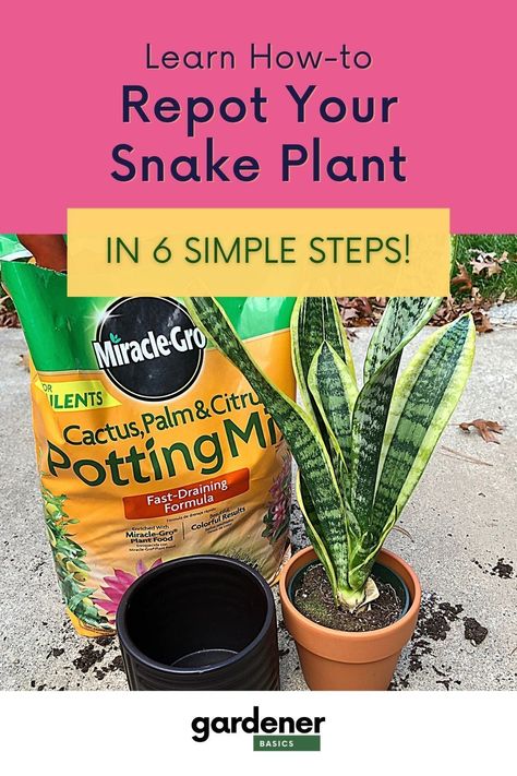 How To Plant Snake Plant In A Pot, How To Repot Snake Plants, How To Repot A Snake Plant, How To Replant Snake Plant, Repot Snake Plant, Repotting Snake Plant, Snake Plant Indoor, Potting Plants, Gardening Herbs