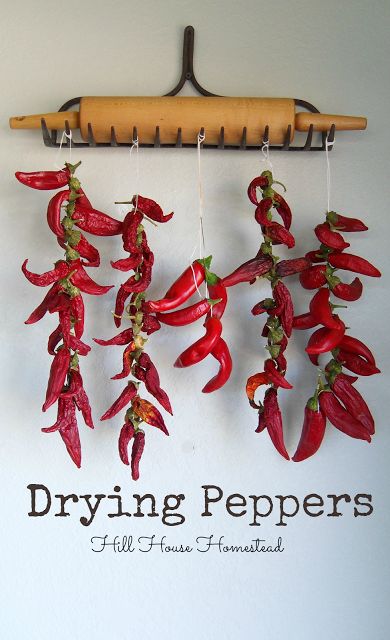 Hill House Homestead: Drying Peppers Drying Peppers, Chili Peppers Decor, Stuffed Anaheim Peppers, Hanging Herbs, Dried Peppers, Garden Recipes, Hill House, Dehydrator Recipes, House On A Hill