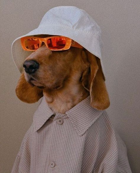 Behavior Tips, Dog Glasses, Dachshund Lovers, Tips And Tricks, Dachshund, Sunglasses, Dogs, Animals