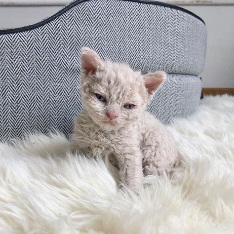 Adorable Little Lambs Disguised As Poodle Cats (24 Pics) - I Can Has Cheezburger? Selkirk Rex Kittens, Curly Cat, Selkirk Rex, Rex Cat, Devon Rex, Cute Cats And Kittens, Cute Kittens, Cats Meow, Beautiful Cats