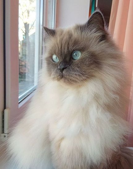 Top 18 Most Expensive Cat Breeds in The World | Page 3 of 3 | PetPress Most Expensive Cats Breeds, Expensive Cats Breeds, Himalayan Cat Aesthetic, Hymilain Cat, Himalayan Cat Kitten, Himalayan Persian Cats, Fluffy Cat Breeds, Cat Races, Himalayan Kitten