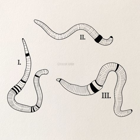 🐛 Earthworms 🐛 These earthworm designs are ready to be inked! Perfect for arm or leg / gap fillers. DM to book😊 Earthworm Tattoo, Earthworms, Artist On Instagram, Tattoo On, Tattoo Artist, Tattoo Artists, Gap, Tattoos, Books