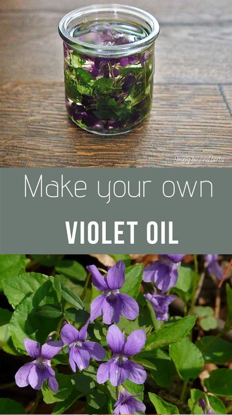 Extracted from leaves and flowers of wild violets this violet oil possesses many benefits for skin however might be able to help with insomnia or rheumatic pain. Violet Oil, Wild Violets, Food Foraging, Herbal Medicine Recipes, Herbal Remedies Recipes, Medicinal Herbs Garden, Salve Recipes, Medical Herbs, Loose Leaf Teas