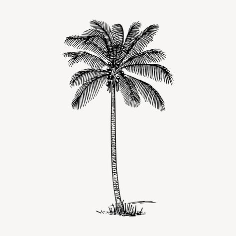 Download free vector of Coconut palm tree clipart, vintage illustration vector. Free public domain CC0 image. about palm tree, palm, palm tree vector, botanical, and coconut tree 6271005